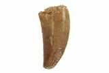 Serrated, Raptor Tooth - Real Dinosaur Tooth #245796-1